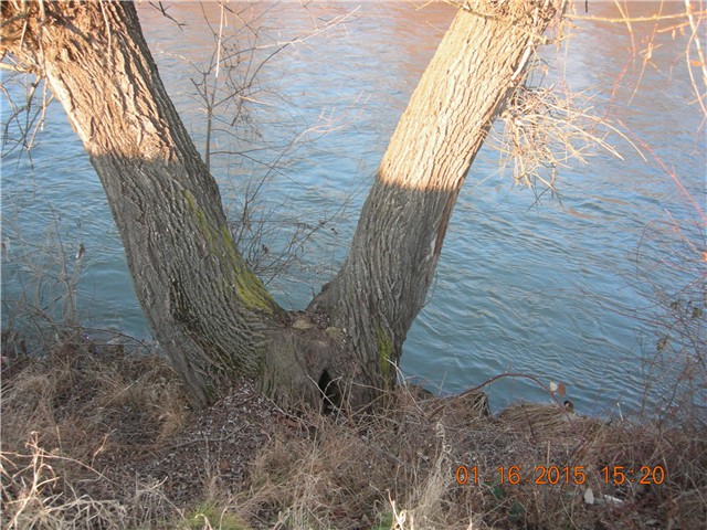 arčilend
